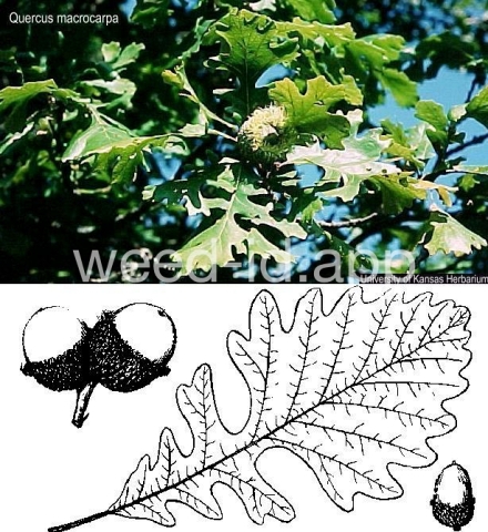 oak, bur